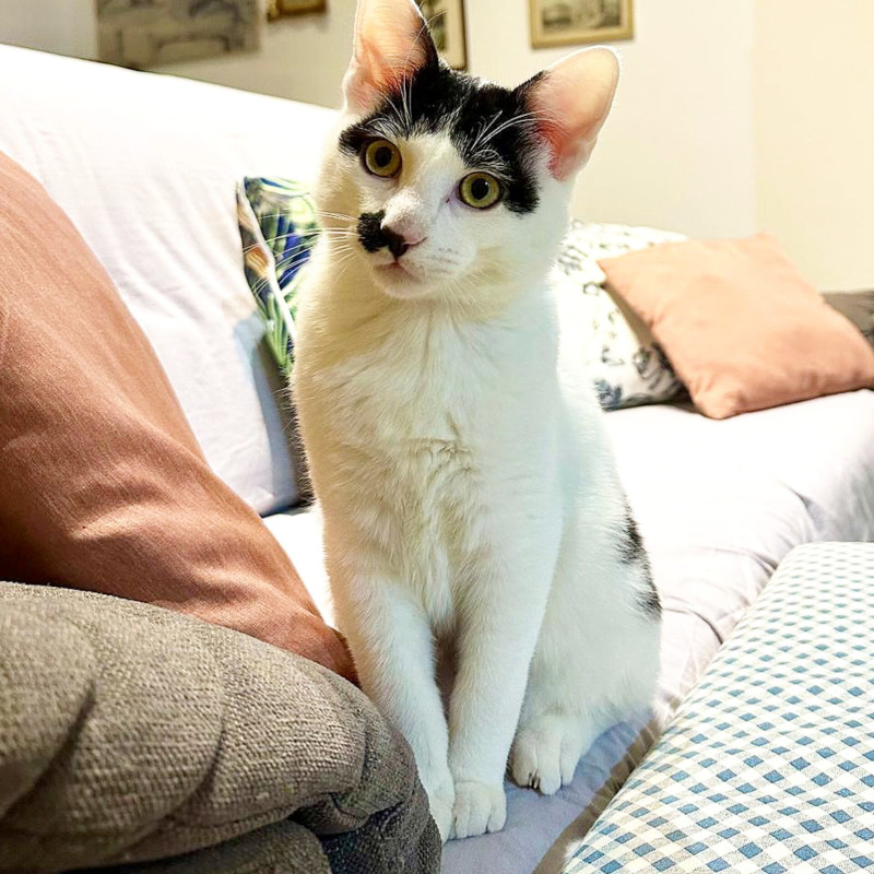 gatti adottati Le Sfigatte