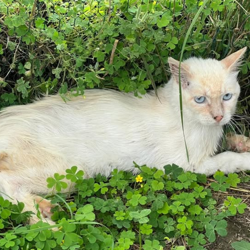 sul ponte Le Sfigatte