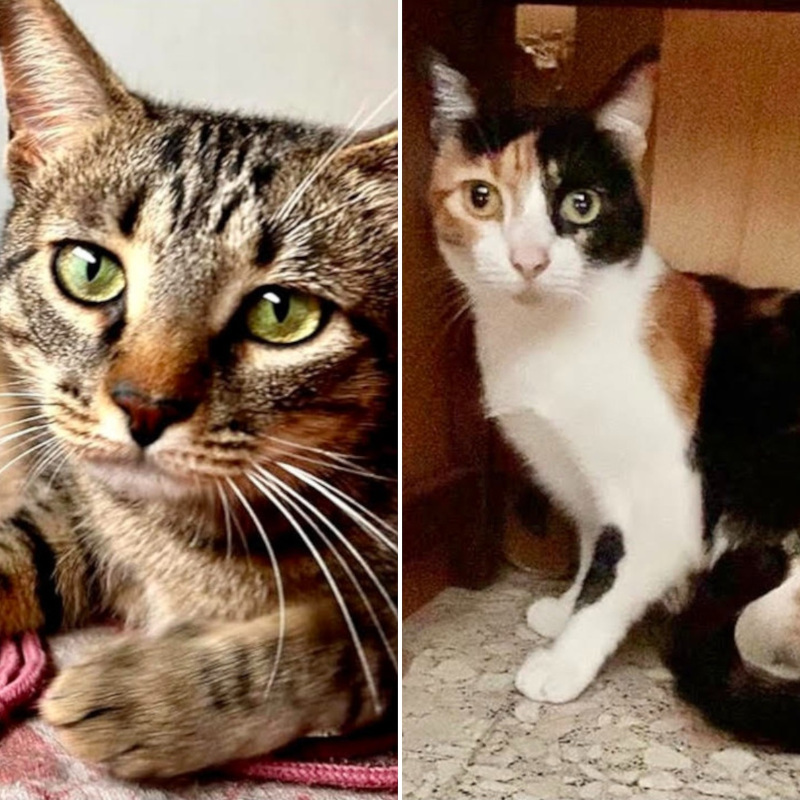 gatti da adottare Le Sfigatte