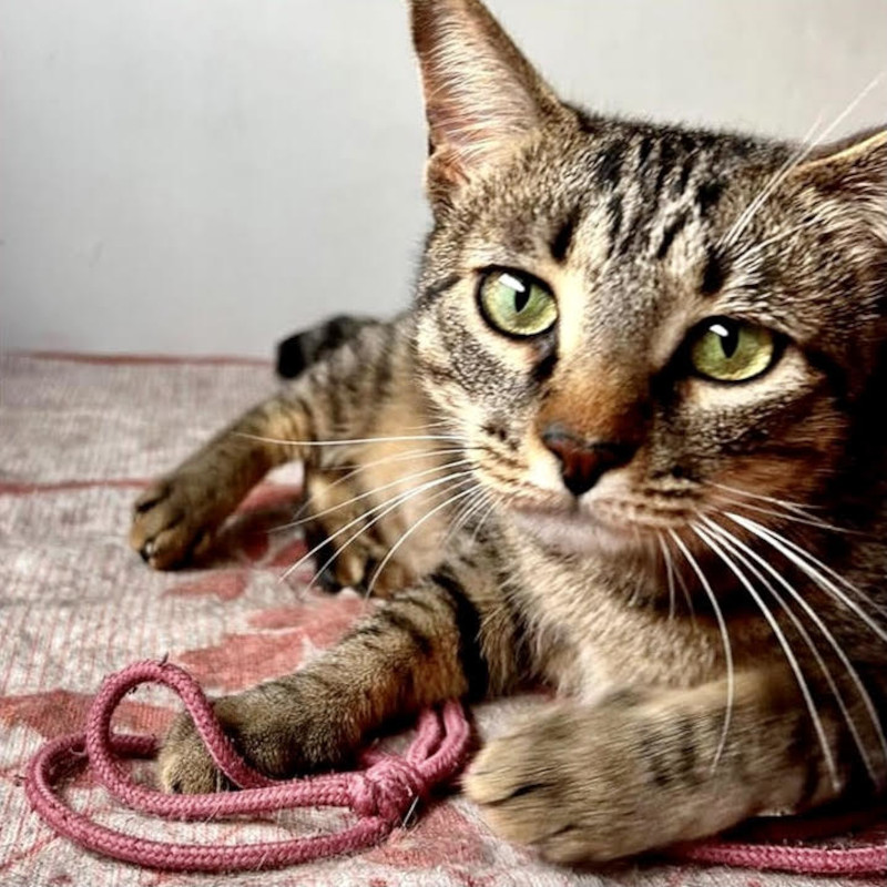 gatti adottati Le Sfigatte