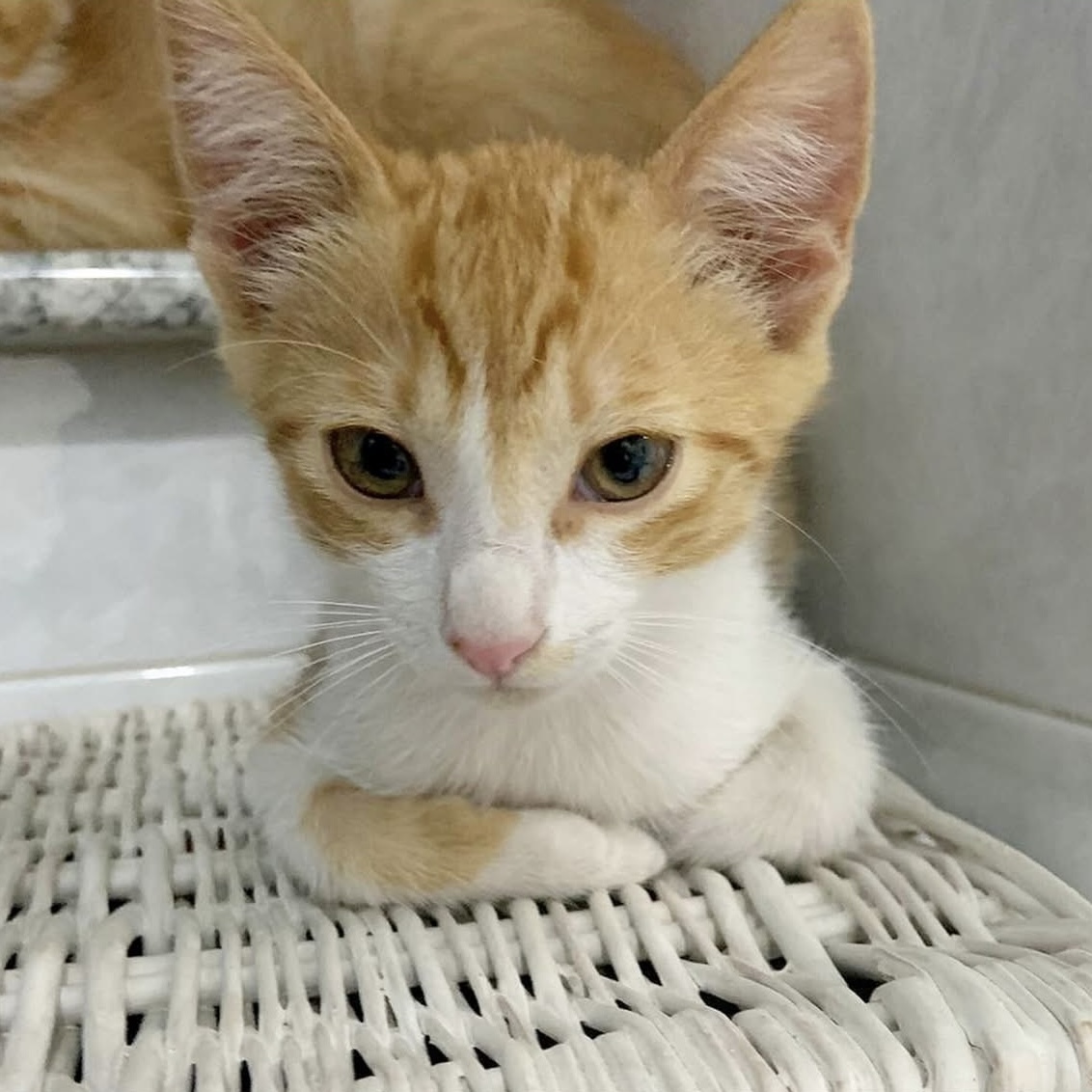 gatti adottati Le Sfigatte