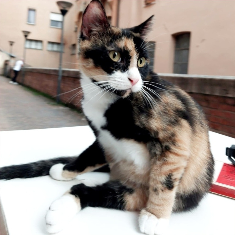 gatti adottati Le Sfigatte