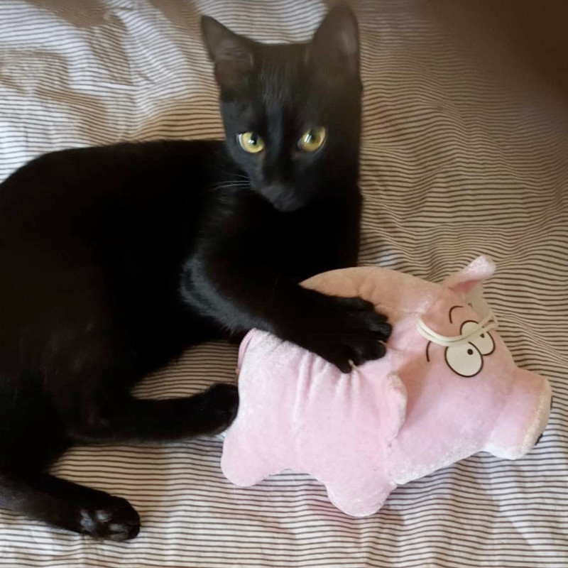 gatti adottati Le Sfigatte