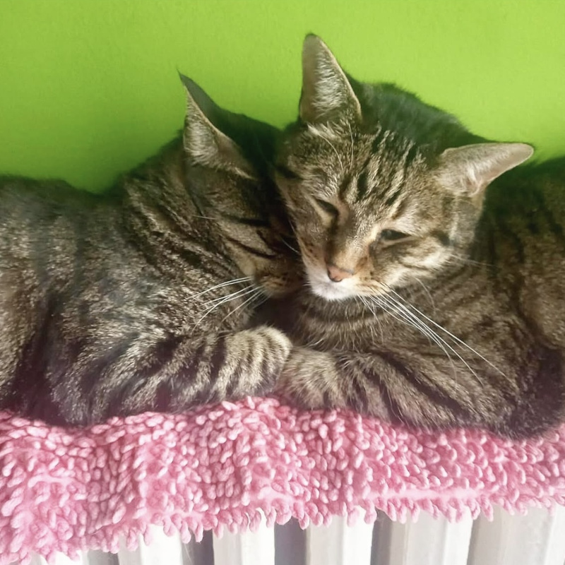 gatti adottati Le Sfigatte