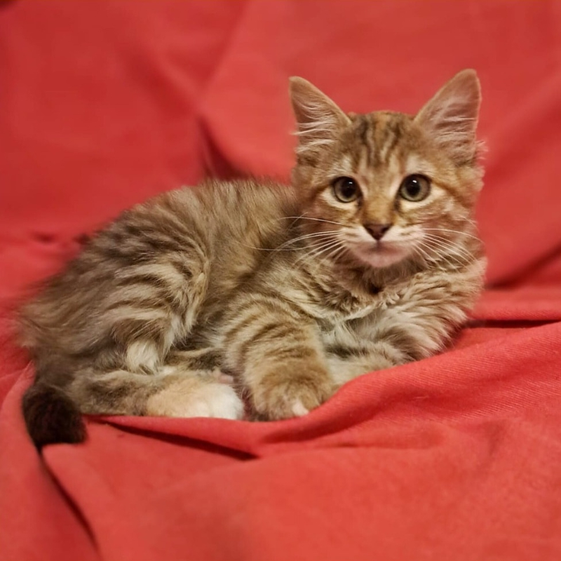 gatti adottati Le Sfigatte