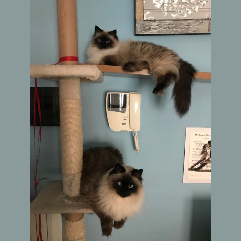 gatti adottati Le Sfigatte