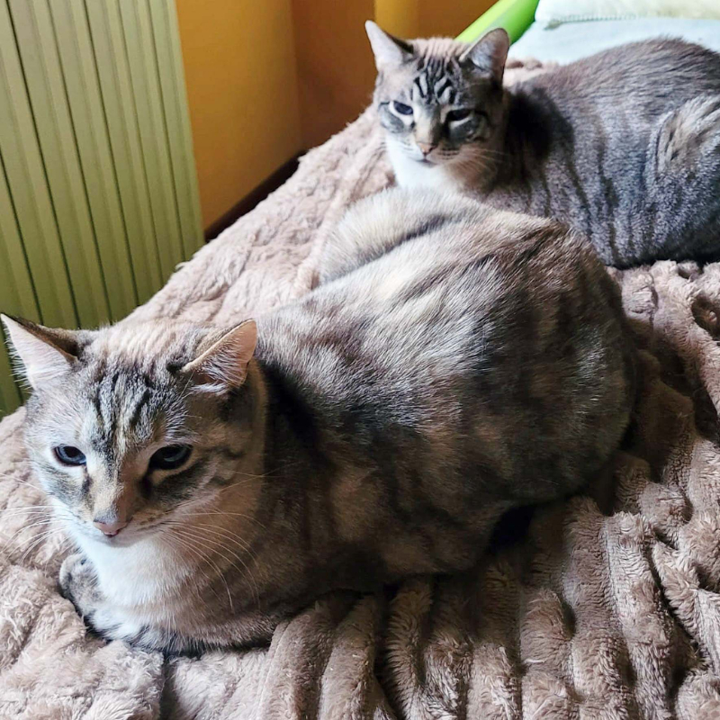 gatti adottati Le Sfigatte