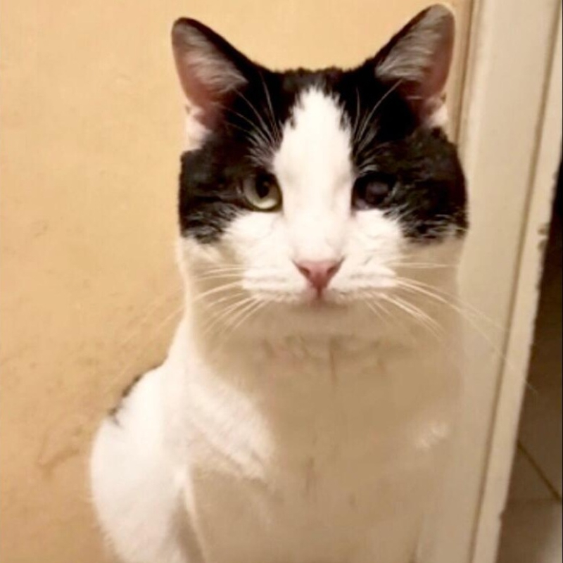 gatti adottati Le Sfigatte