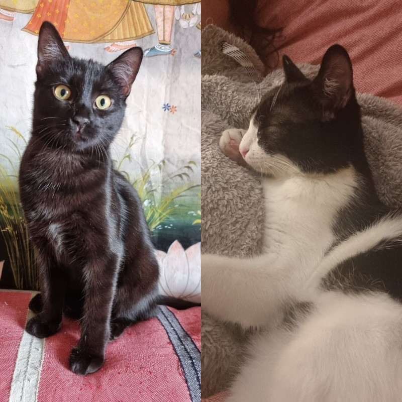gatti adottati Le Sfigatte