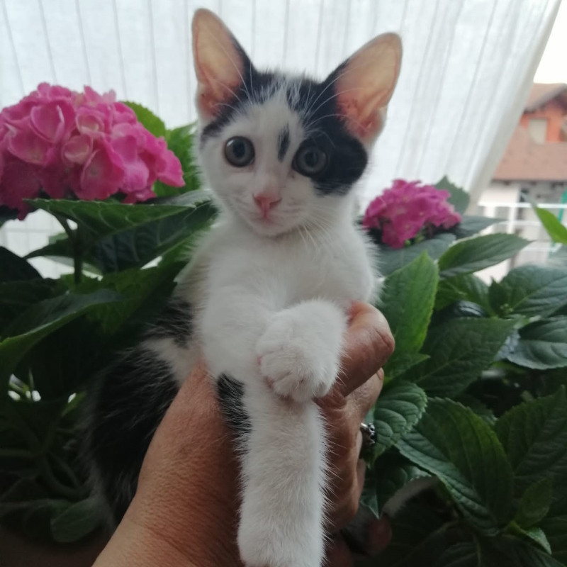 gatti adottati Le Sfigatte