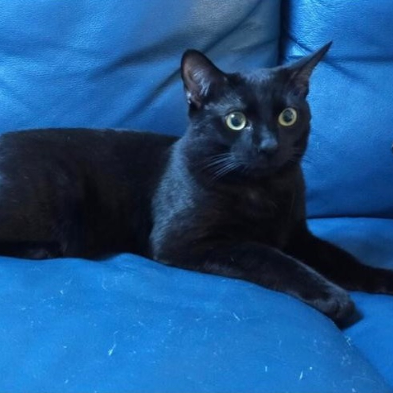 gatti adottati Le Sfigatte