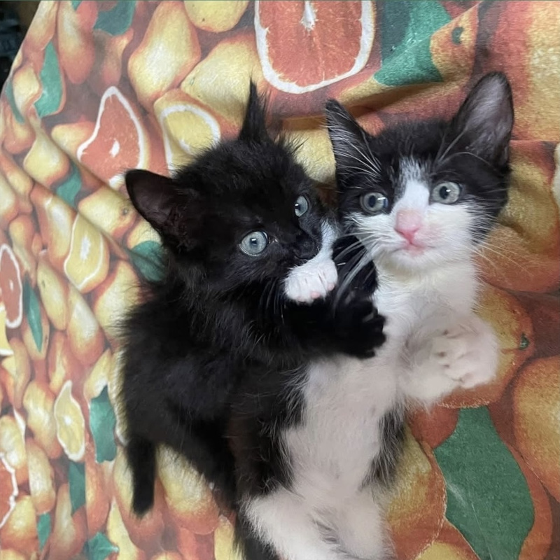 gatti adottati Le Sfigatte