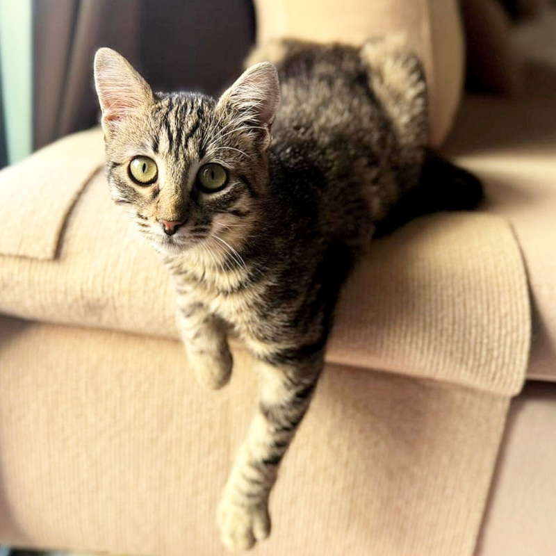 Tigra, in cerca di adozione tramite Associazione Le Sfigatte