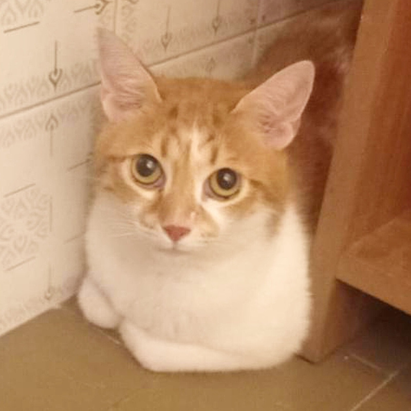 gatti da adottare Le Sfigatte