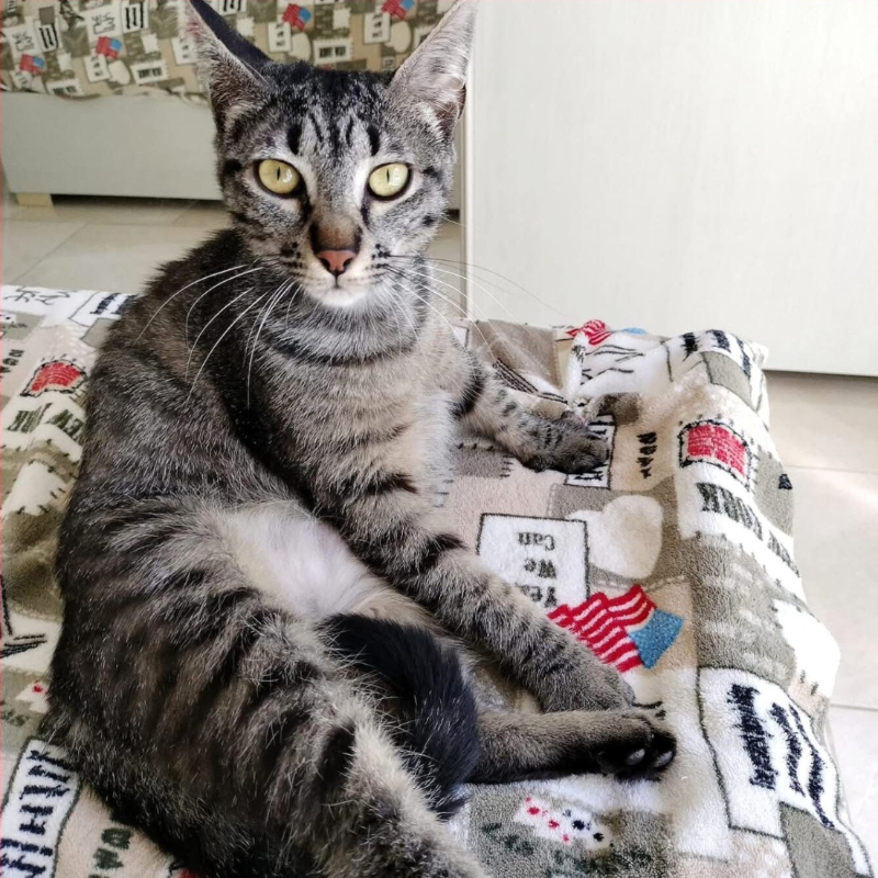 gatti da adottare Le Sfigatte