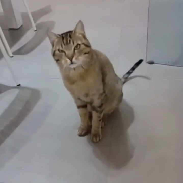 gatti da adottare Le Sfigatte