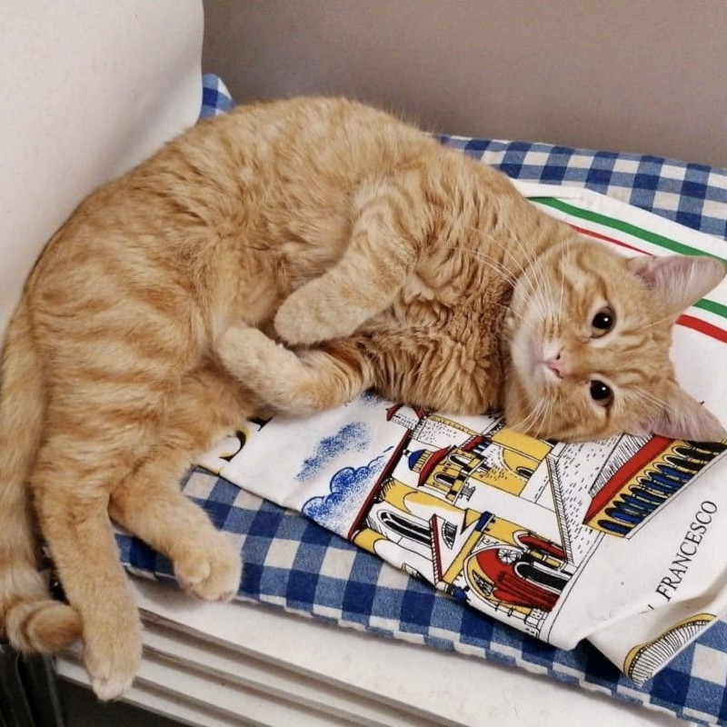 gatti adottati Le Sfigatte