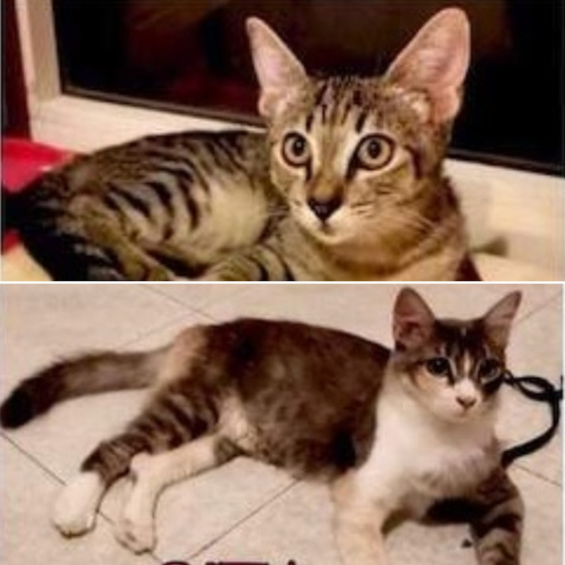 gatti adottati Le Sfigatte