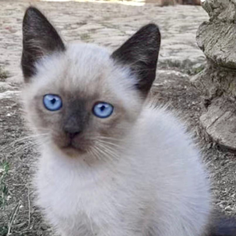 gatti adottati Le Sfigatte