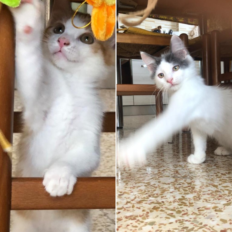 gatti adottati Le Sfigatte