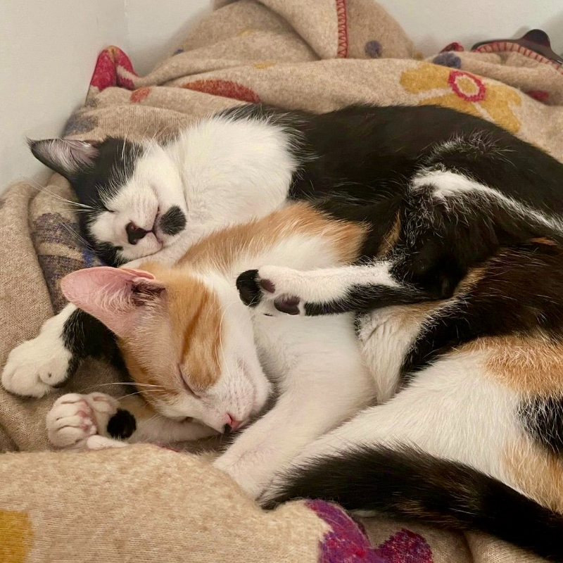 gatti adottati Le Sfigatte