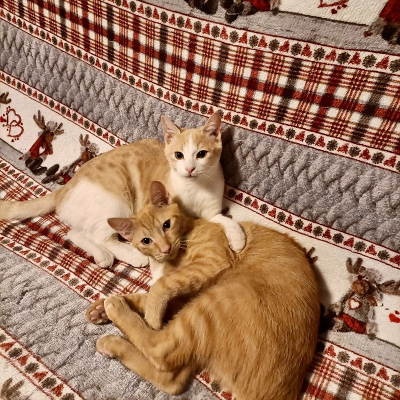 gatti adottati Le Sfigatte