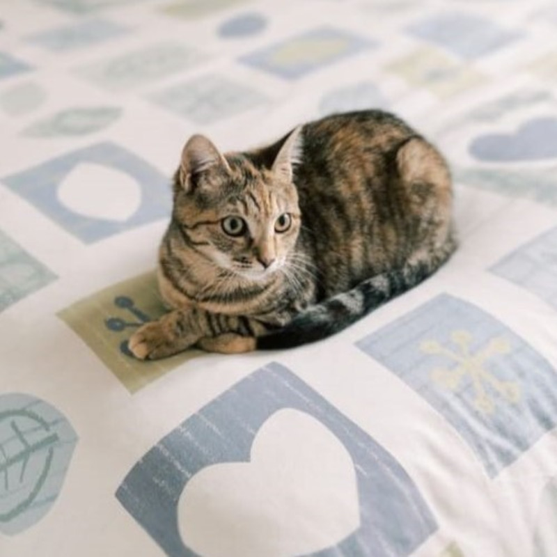 gatti adottati Le Sfigatte
