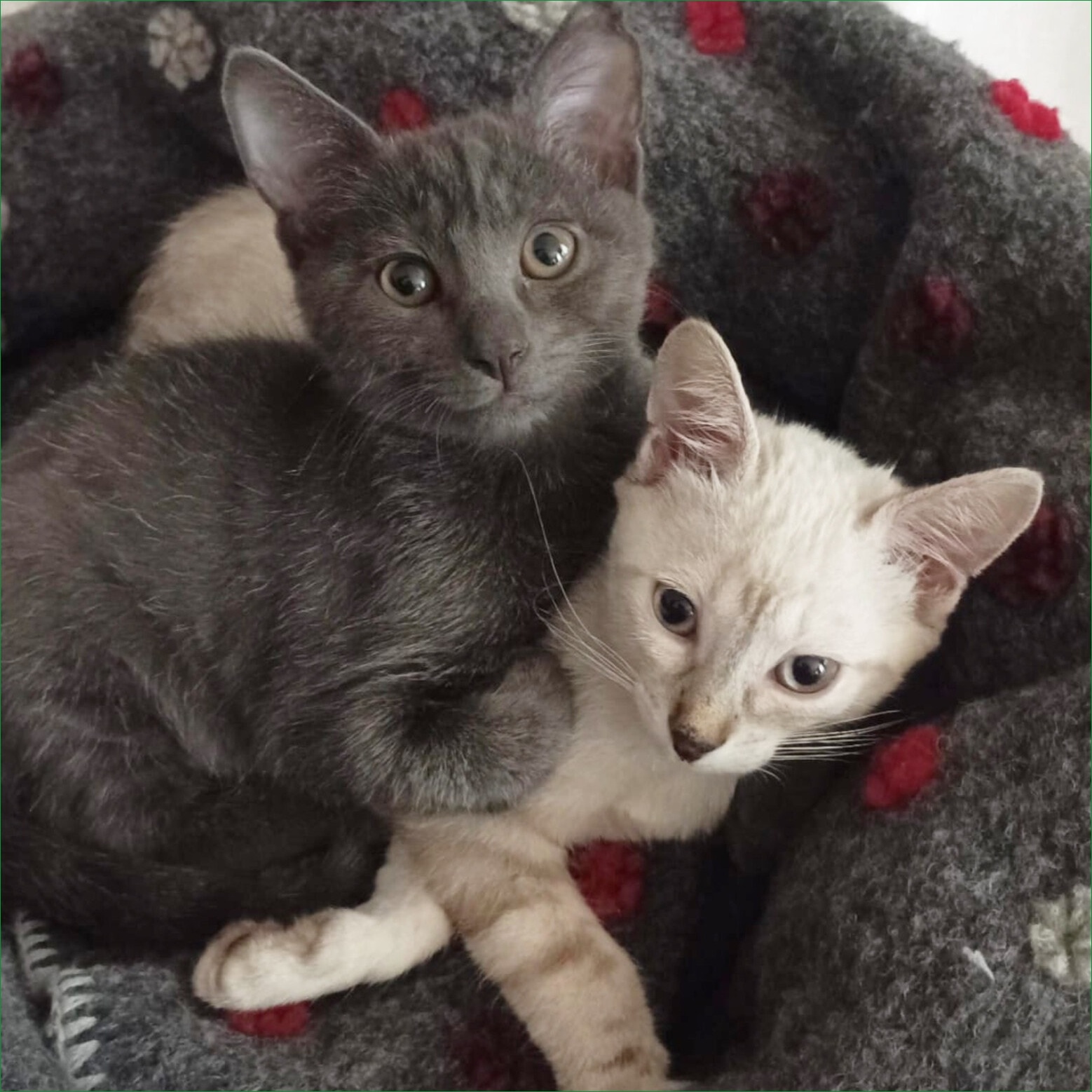 gatti adottati Le Sfigatte