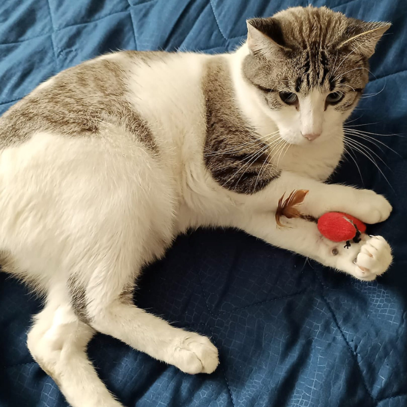 gatti adottati Le Sfigatte