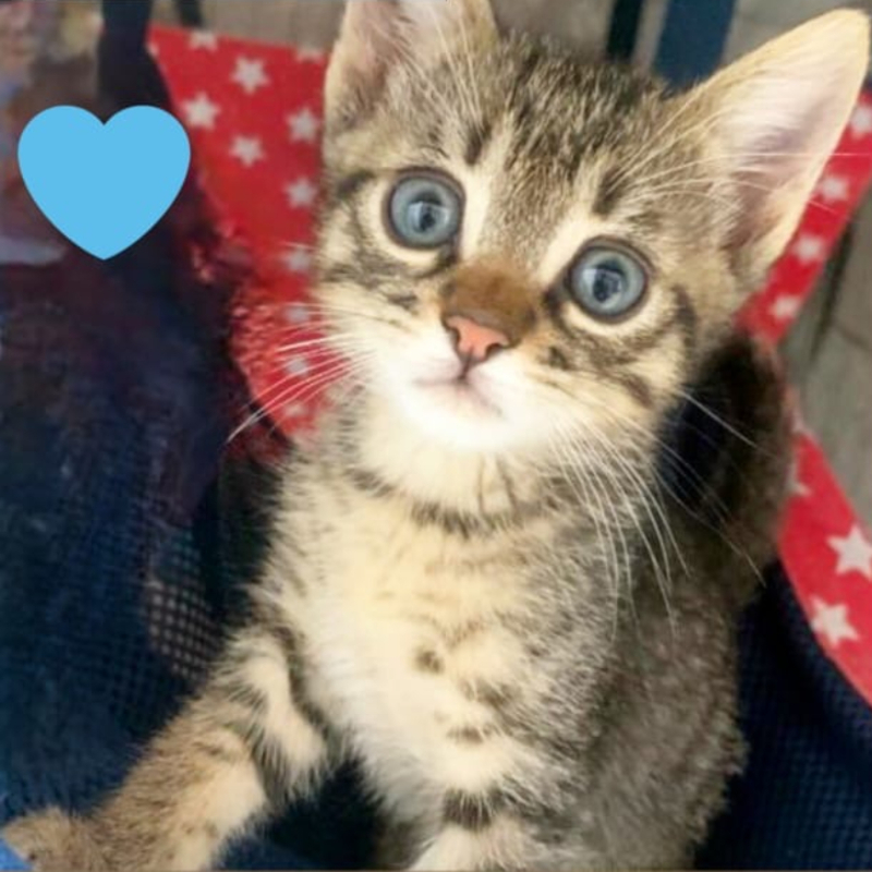 gatti adottati Le Sfigatte