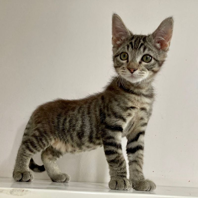 gatti adottati Le Sfigatte