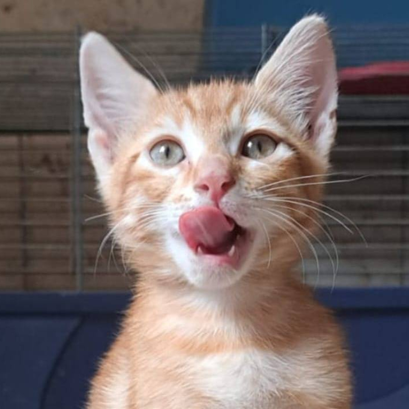 Toffee, una nuova casa, un nuovo inizio | Associazione Le Sfigatte