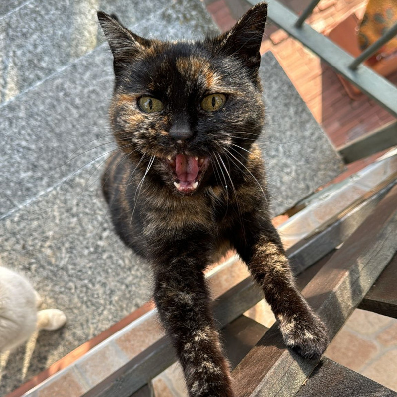 gatti adottati Le Sfigatte