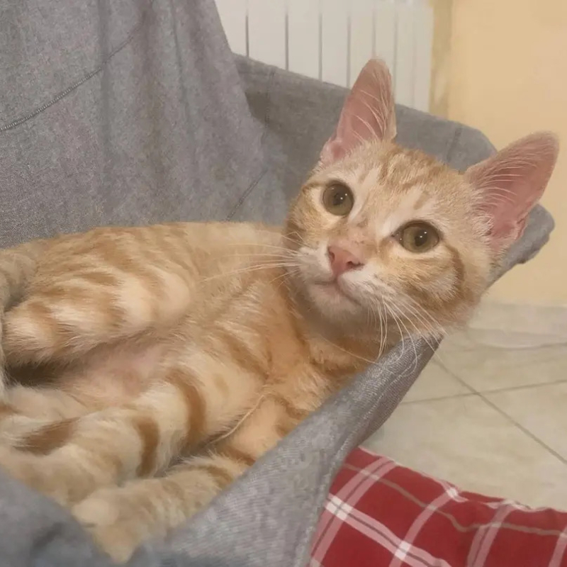 Tofu, una nuova casa, un nuovo inizio | Associazione Le Sfigatte