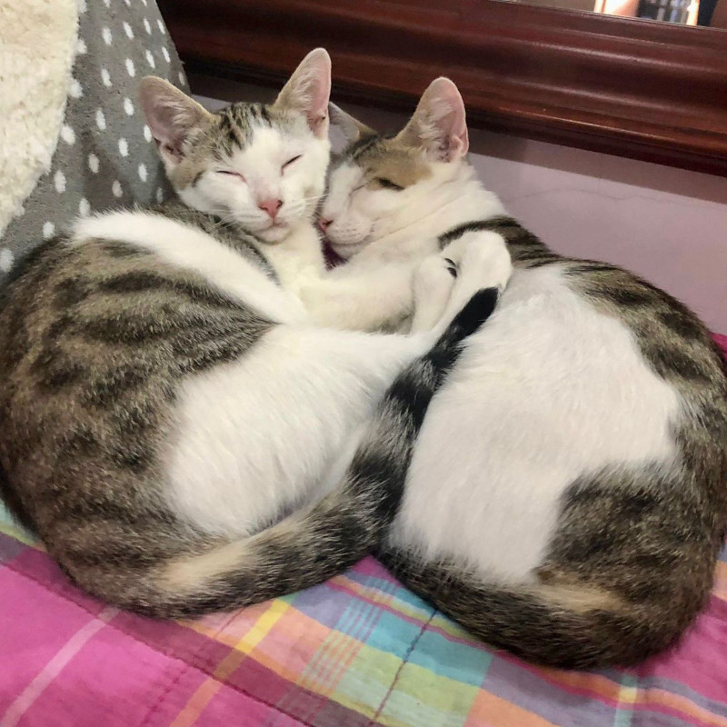 gatti adottati Le Sfigatte
