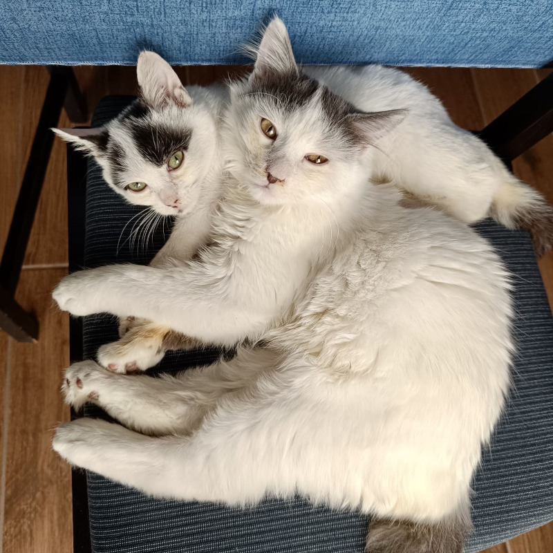 gatti adottati Le Sfigatte