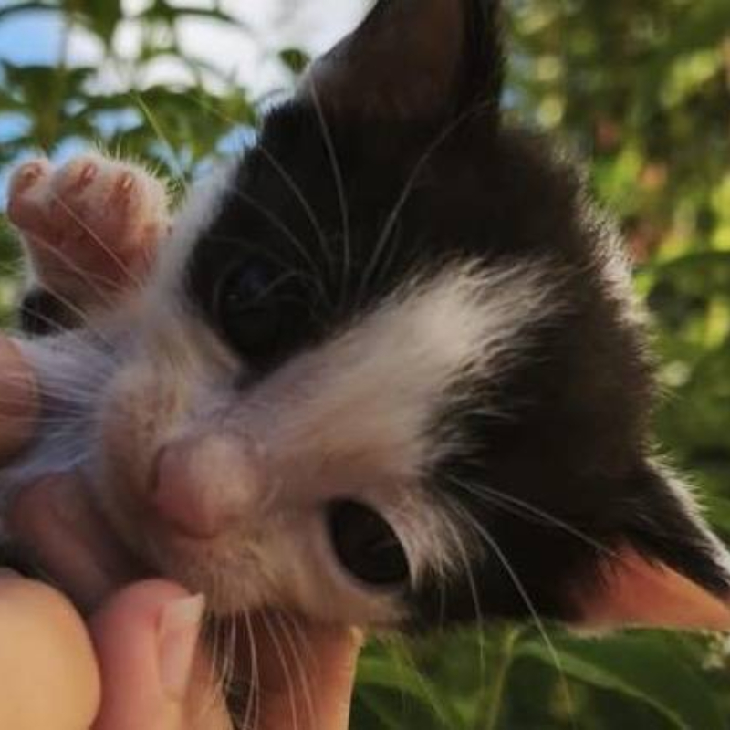 Tom, una nuova casa, un nuovo inizio | Associazione Le Sfigatte