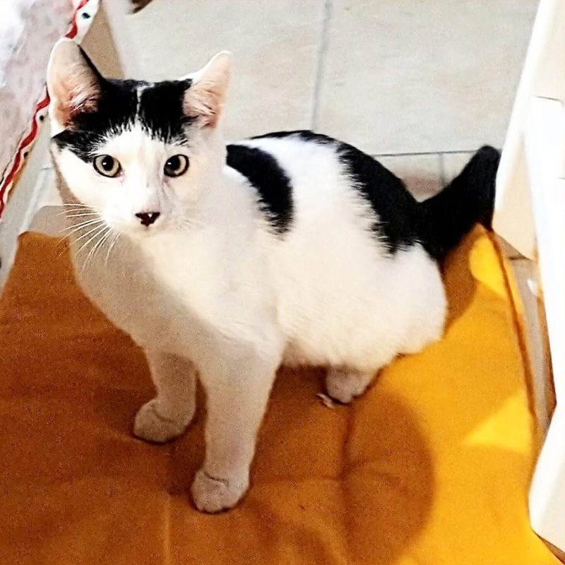 Tomino, in cerca di adozione | Associazione Le Sfigatte