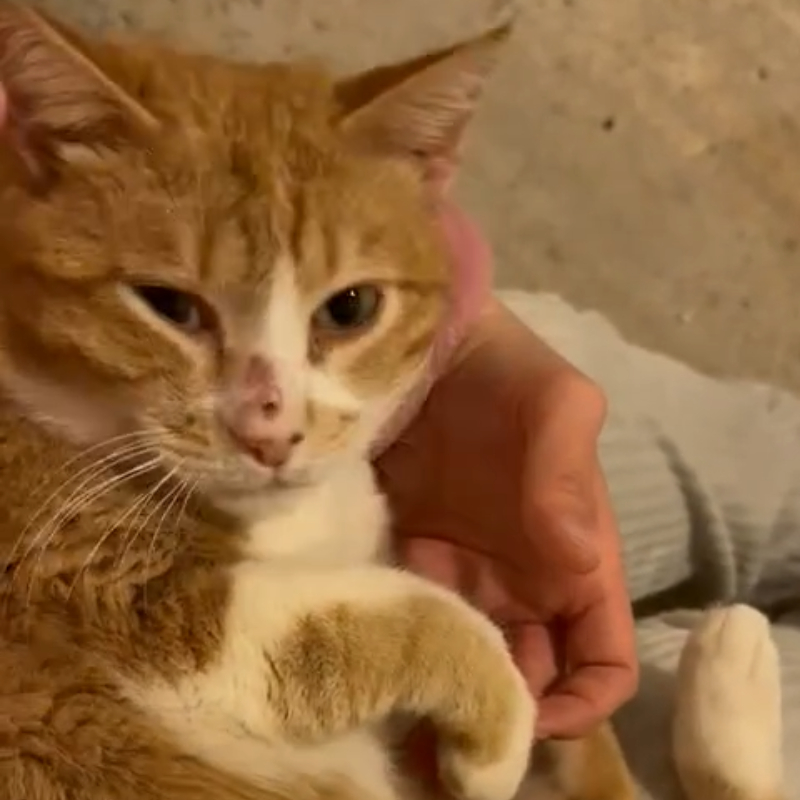 Tommasino, in cerca di adozione | Associazione Le Sfigatte