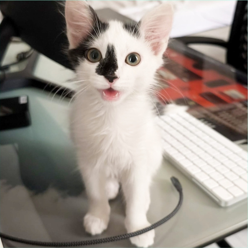 gatti adottati Le Sfigatte