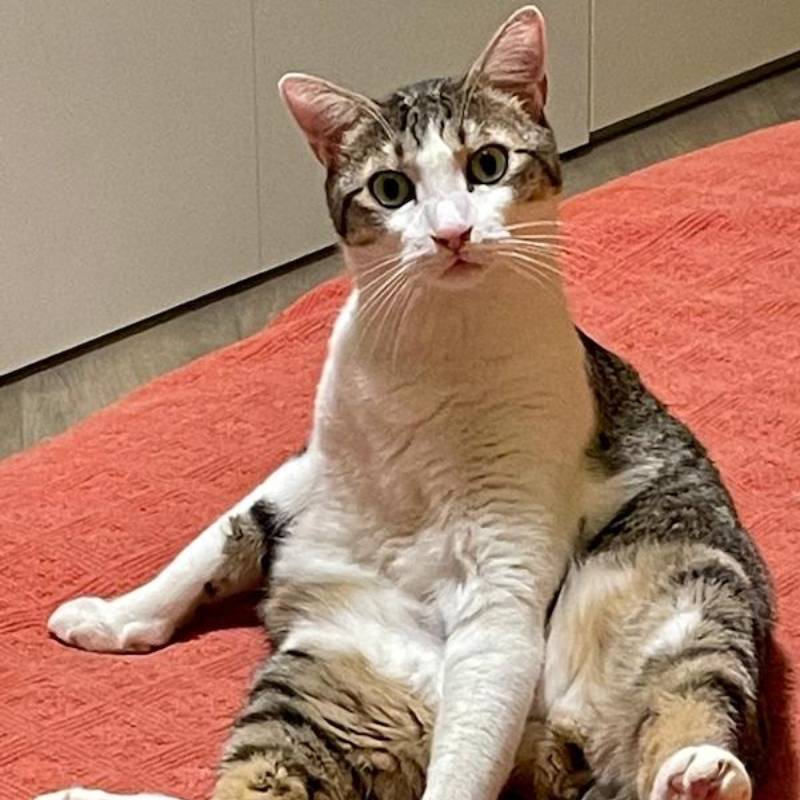 gatti adottati Le Sfigatte