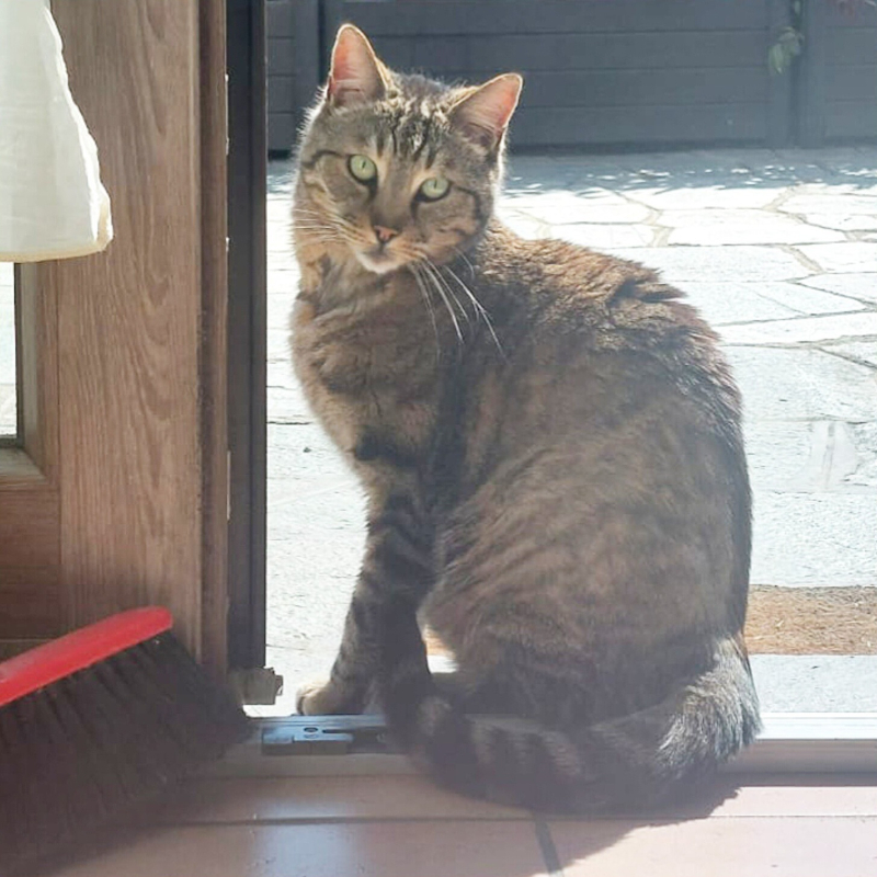 Tommy, in cerca di adozione | Associazione Le Sfigatte