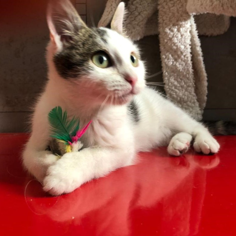 gatti adottati Le Sfigatte
