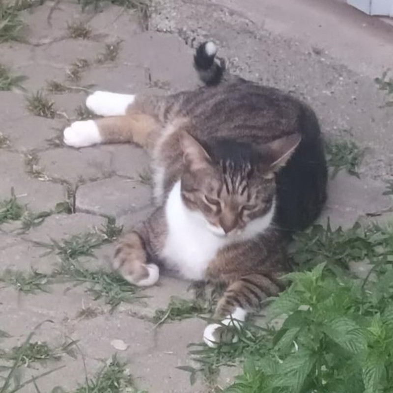 gatti adottati Le Sfigatte