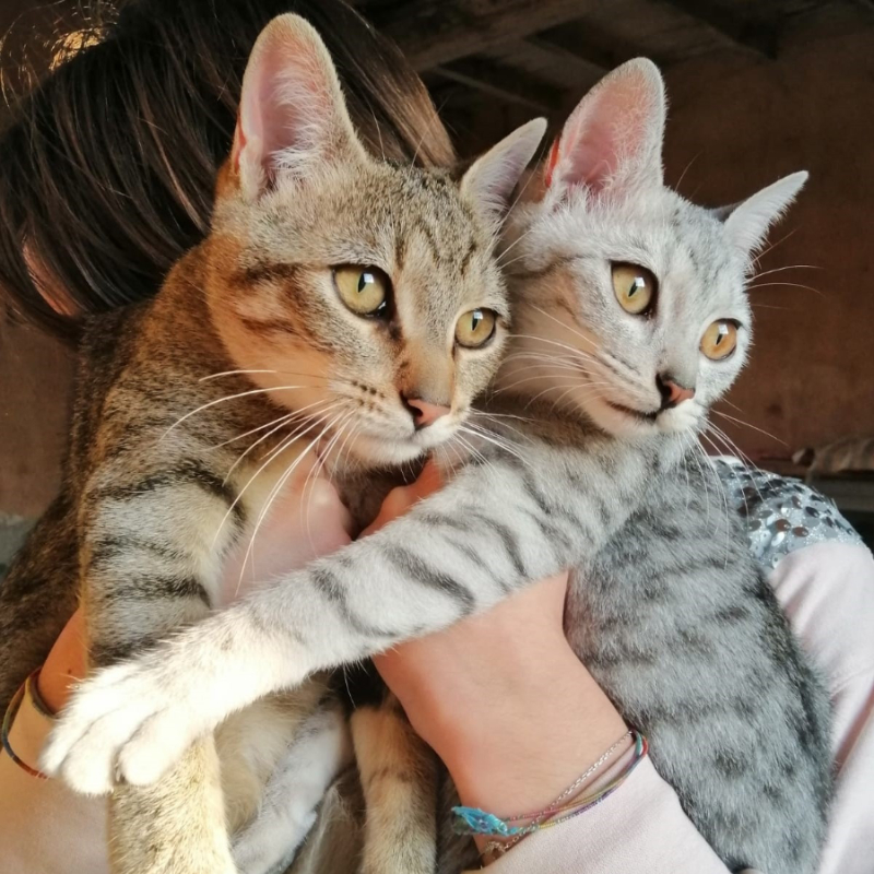 gatti adottati Le Sfigatte