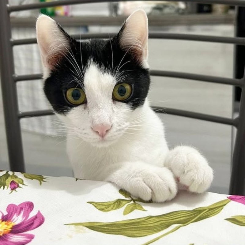 Tonic, in cerca di adozione | Associazione Le Sfigatte