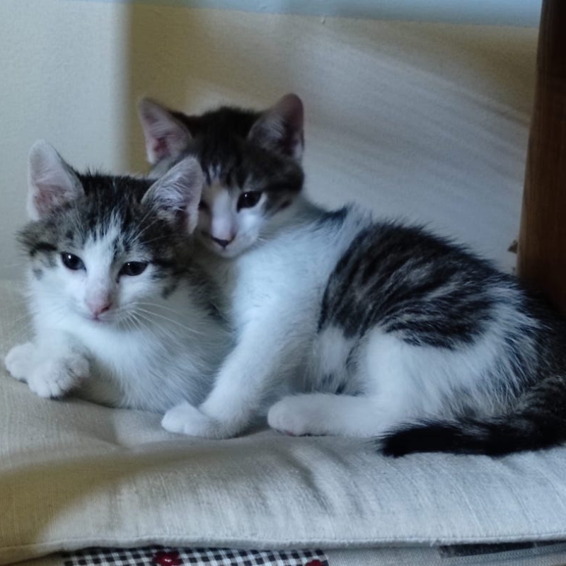 gatti adottati Le Sfigatte