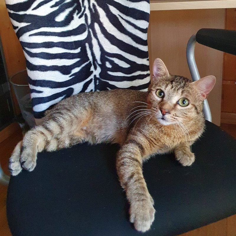 gatti adottati Le Sfigatte