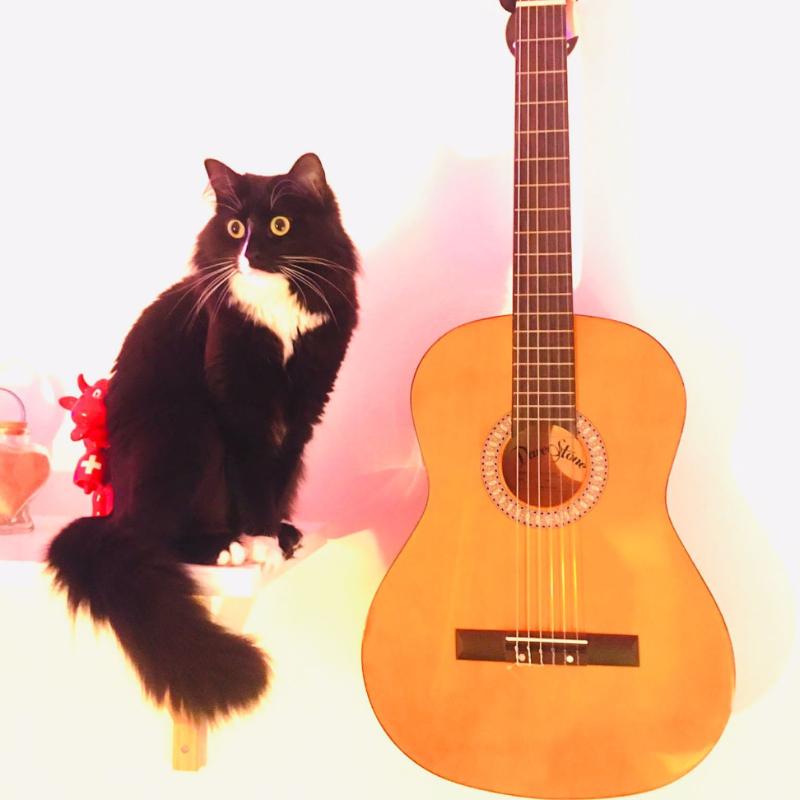 gatti adottati Le Sfigatte