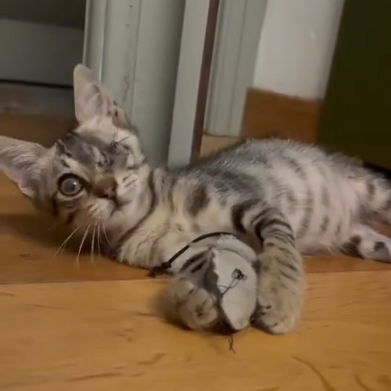 gatti adottati Le Sfigatte